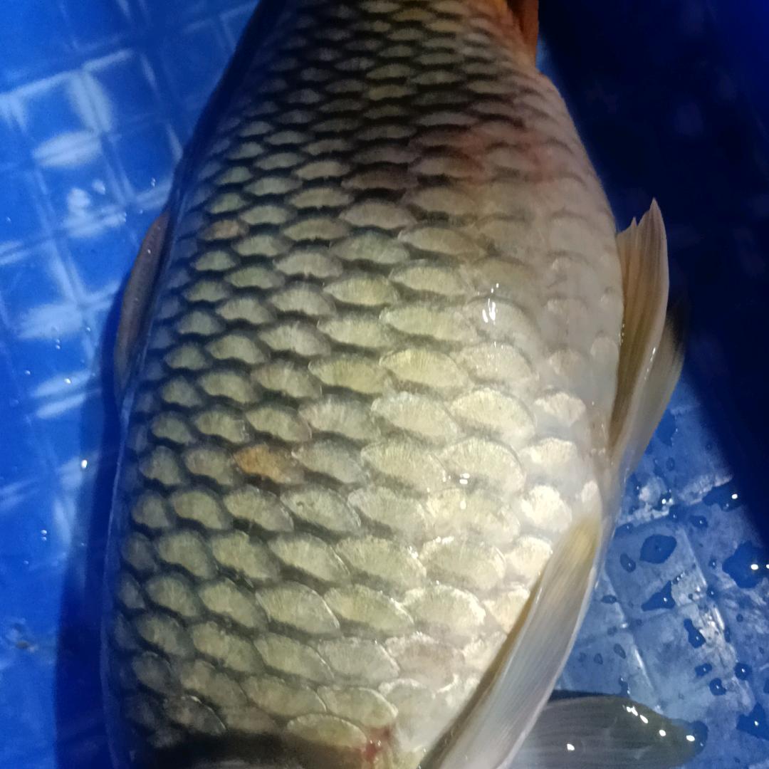 胡先森