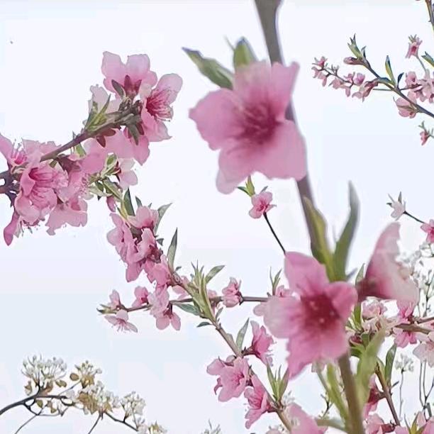 莓烦恼