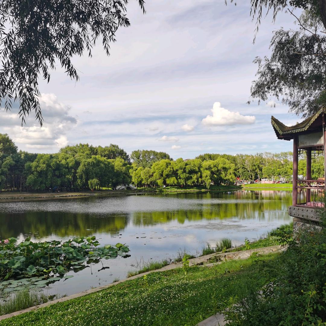 常青树