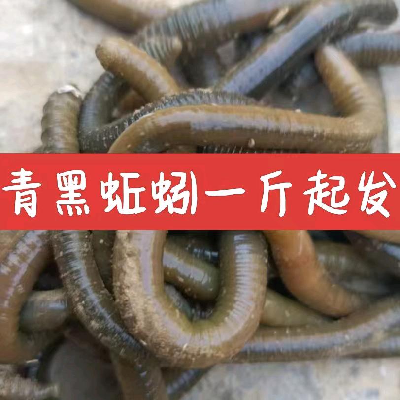 青蚯蚓供应站