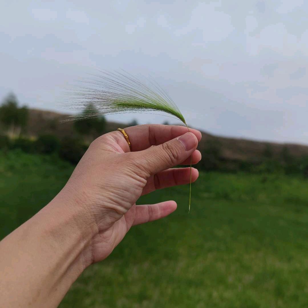 锅包右