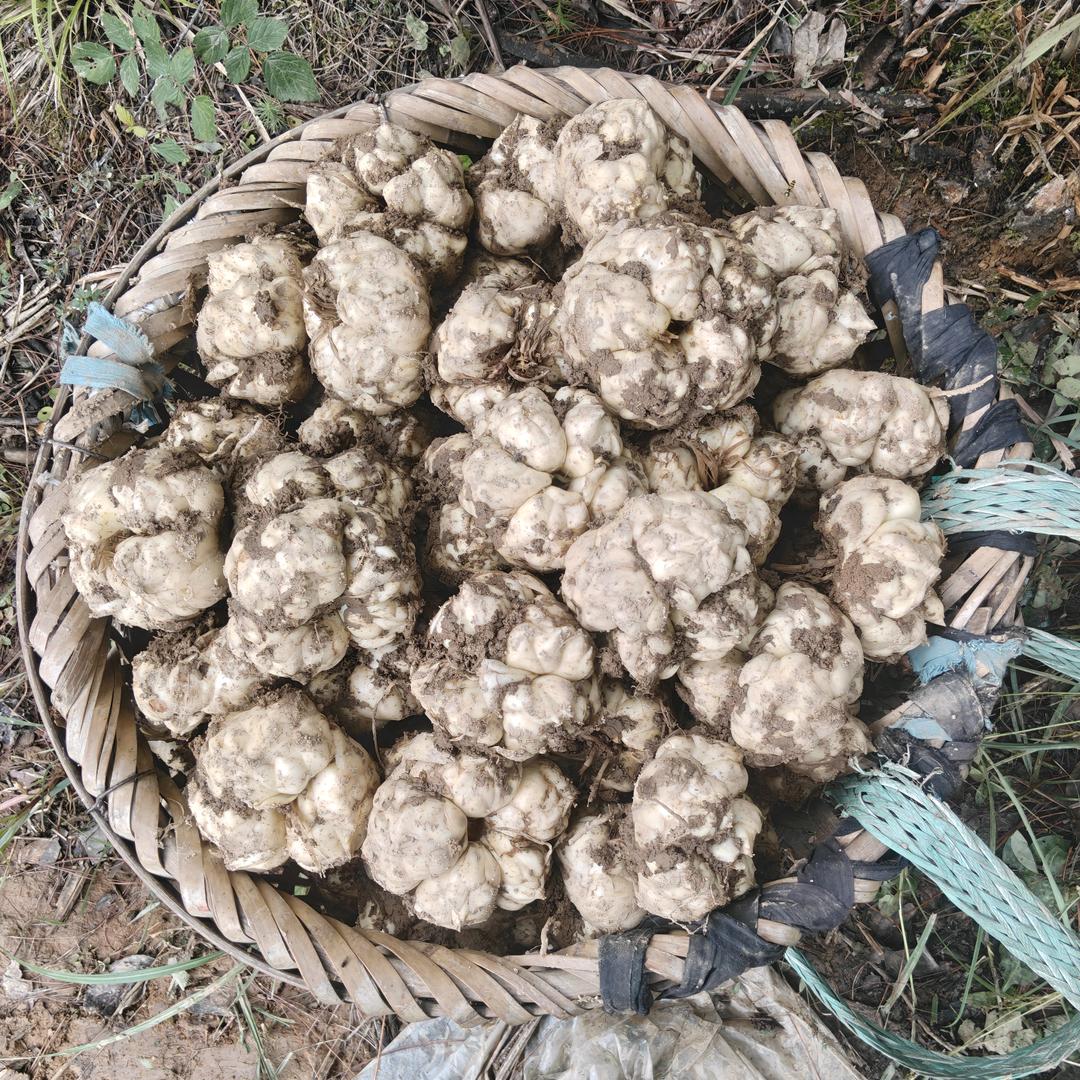 林深时见路，买药停一步