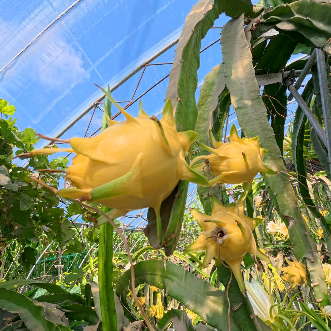 阳光（乌海火龙果种植）