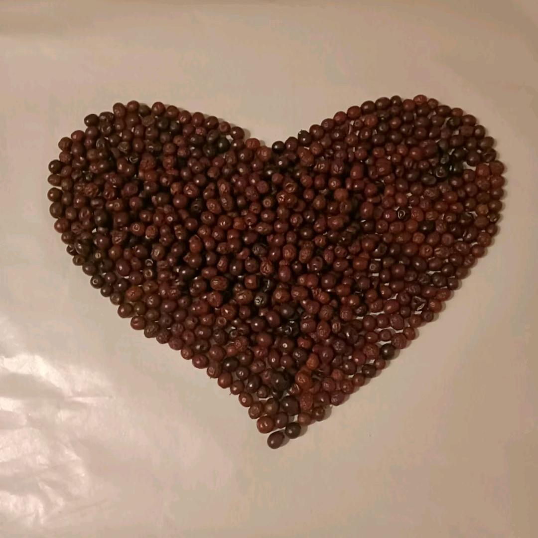 酸枣