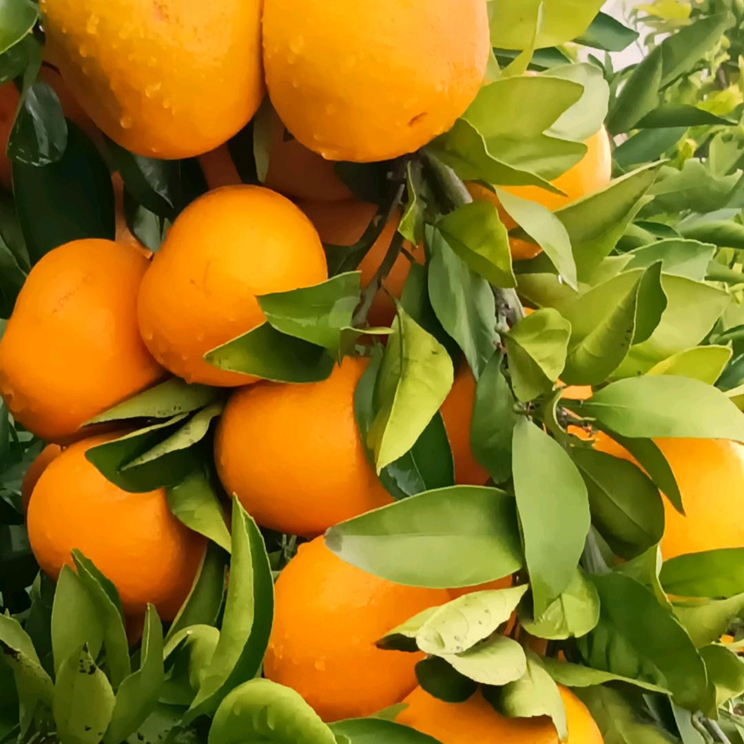 🚬浓烟👄伴酒🍷