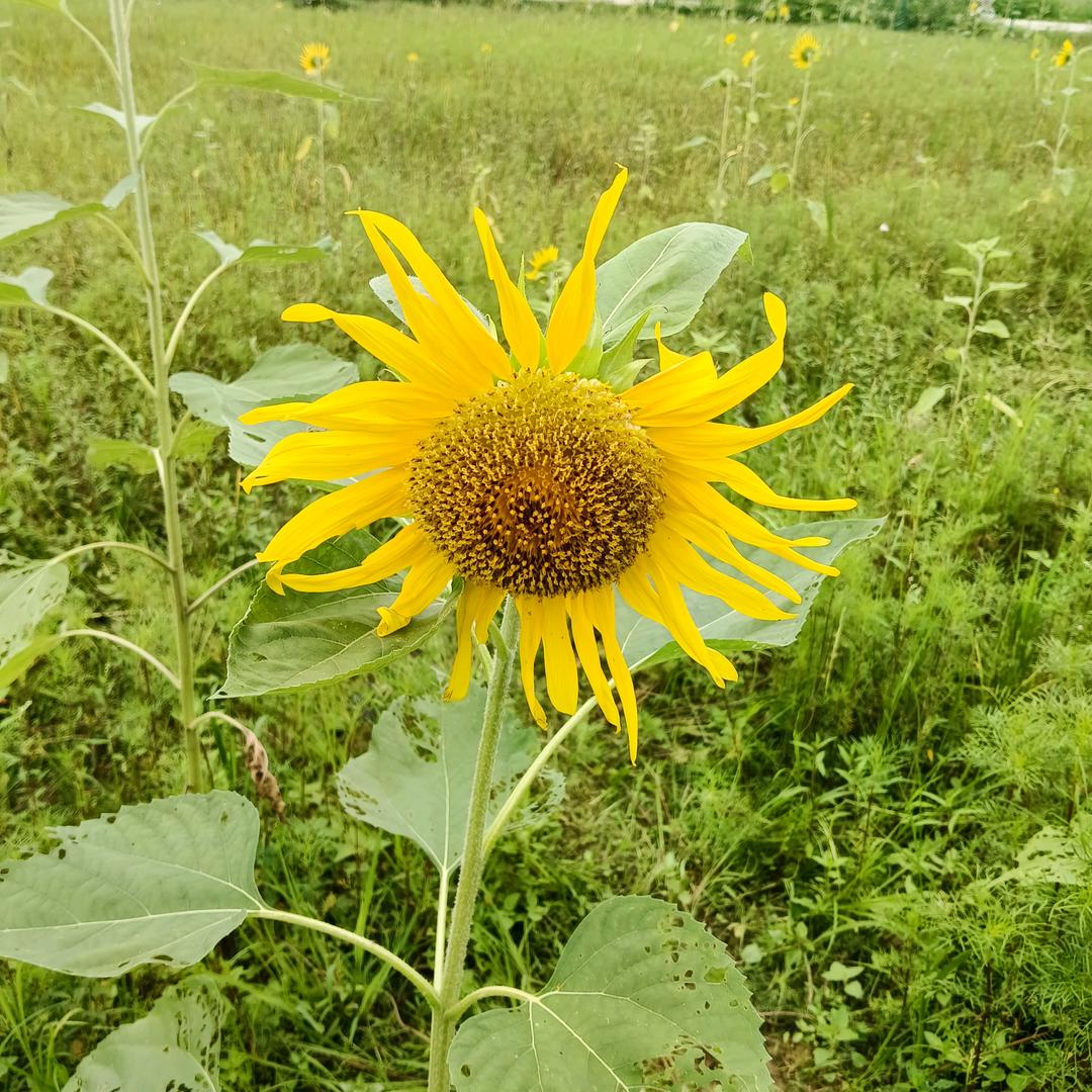 。。。。45287966