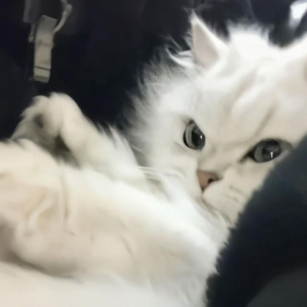 老鼠抓猫被猫吃