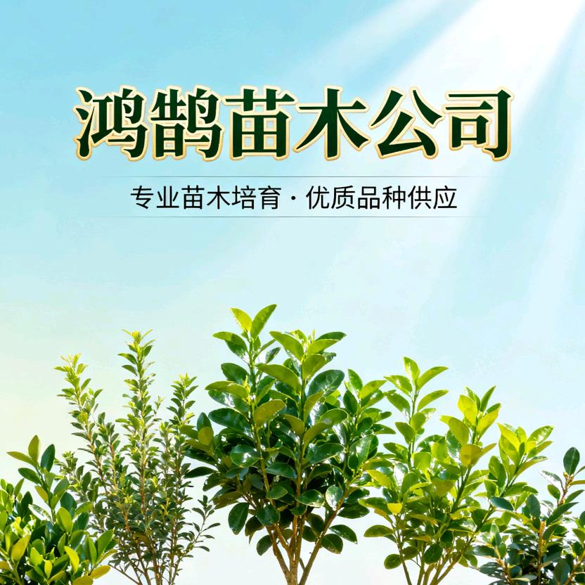 鸿鹄苗木有限公司（情出自愿，事过无悔）