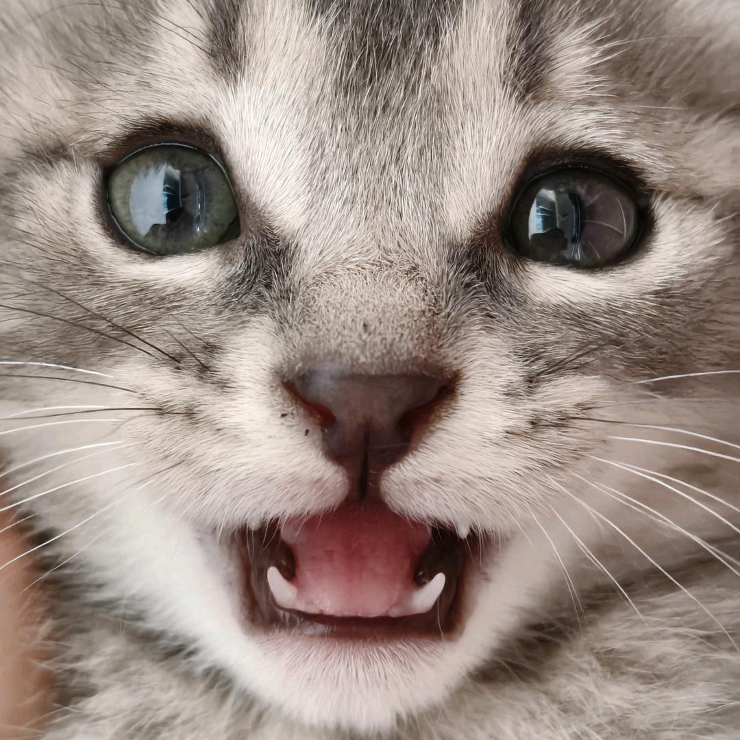 安静的灰崽🐱