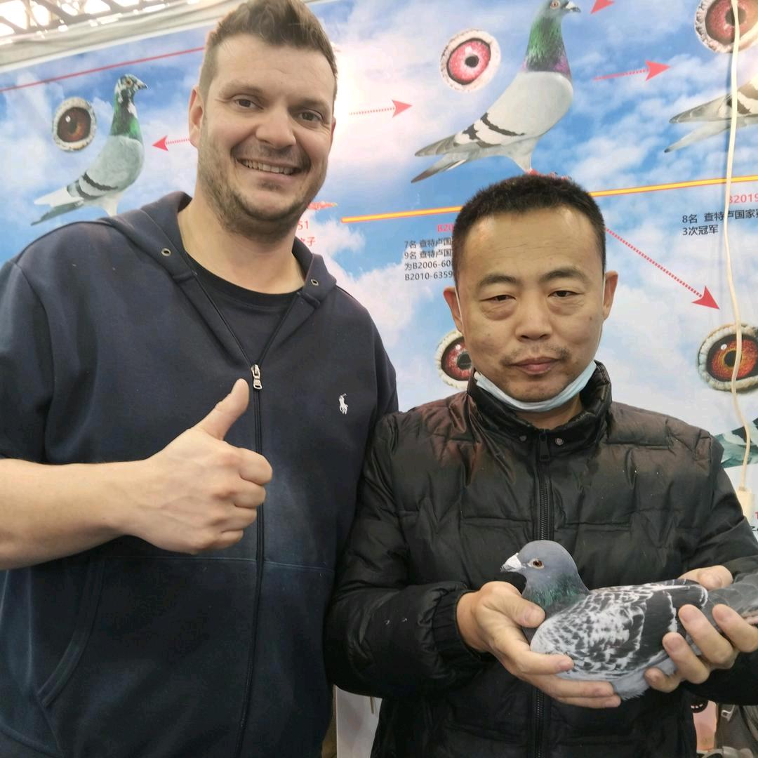 京城周洋鸽舍（小号）