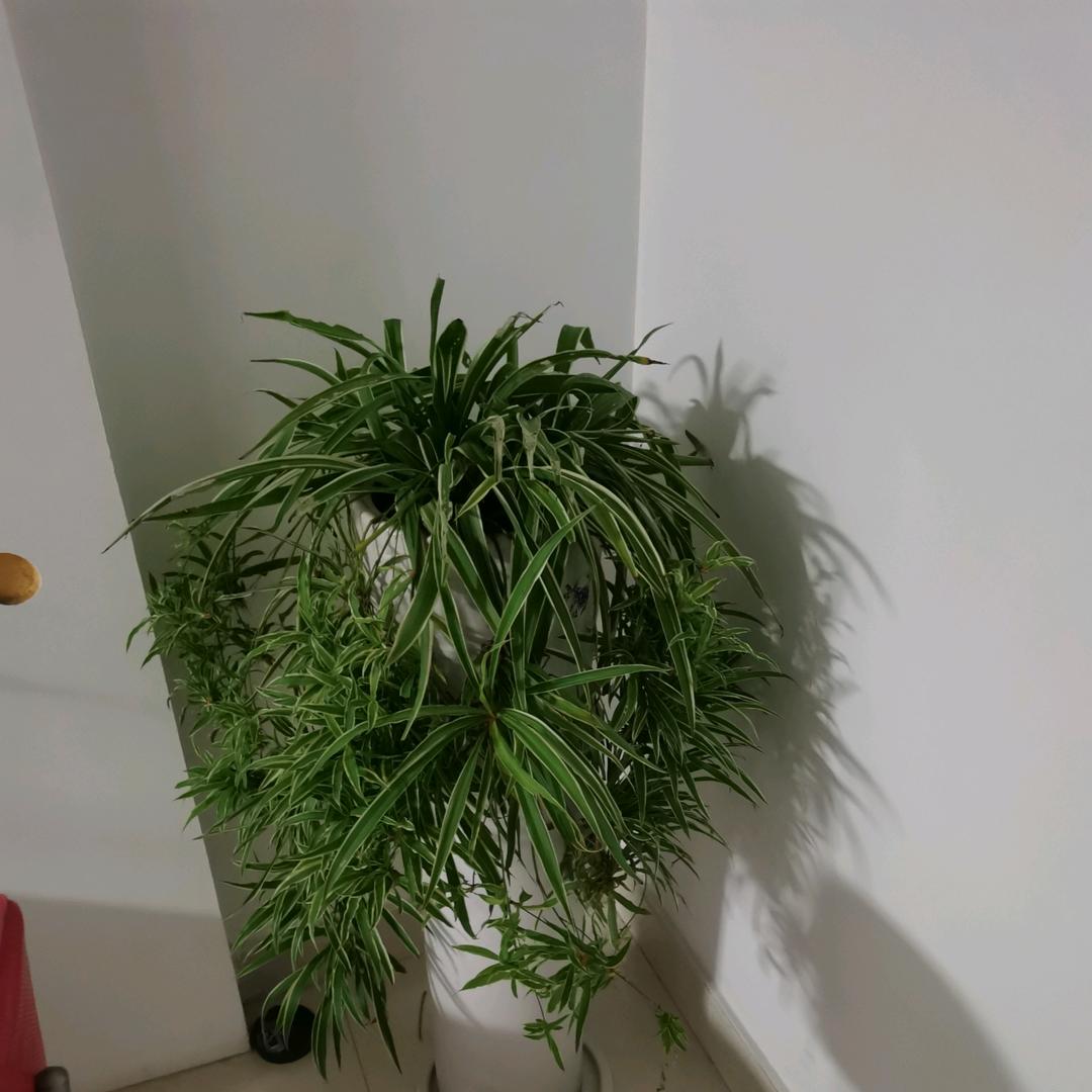 春天的燕子