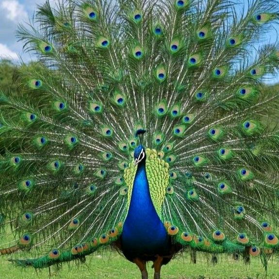 ʢᴗ.ᴗʡᶻ自在 ˋˏᰔᩚˎˊ˗随心