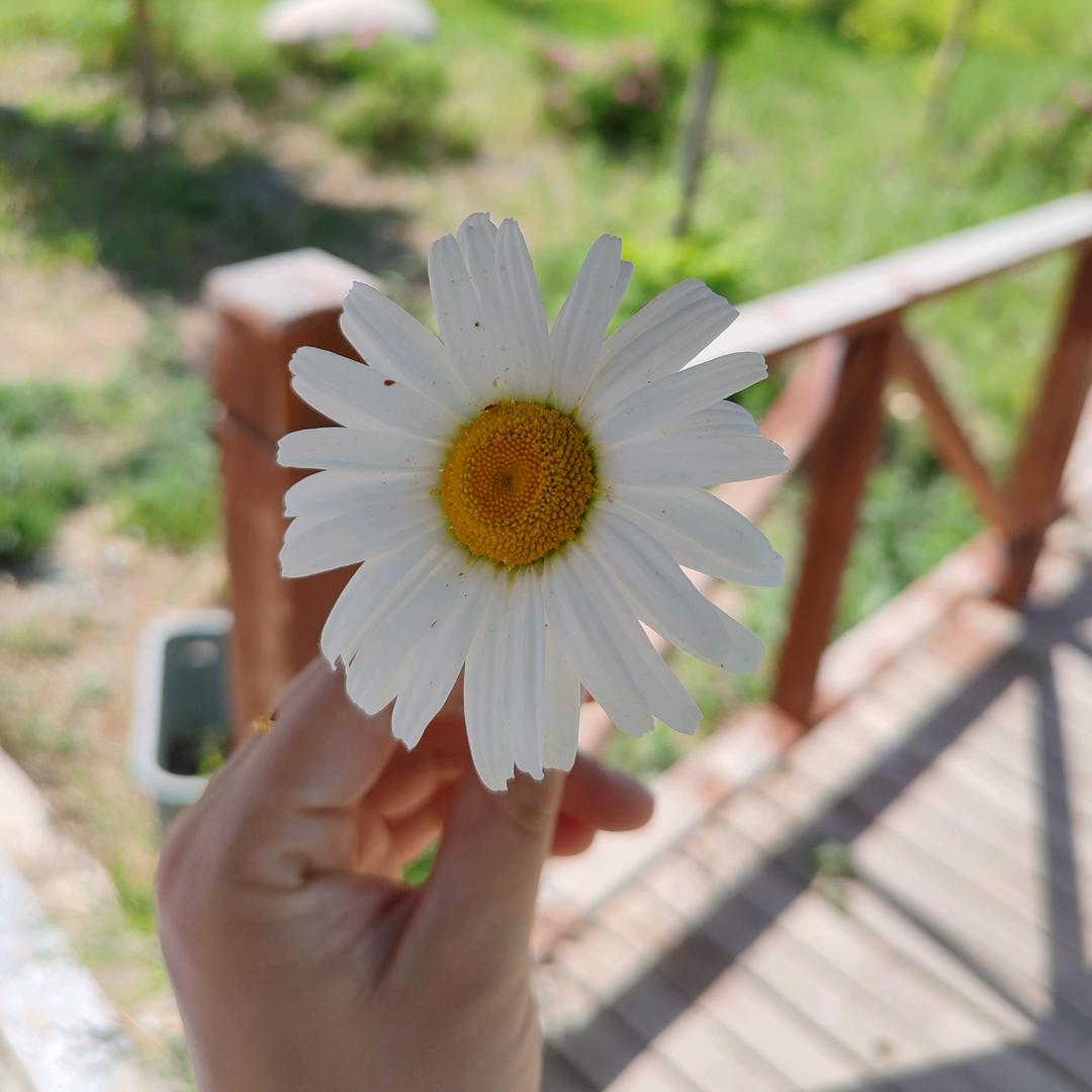 合欢💛