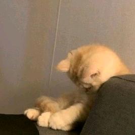 橙