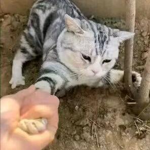 哈哈哈哈哈密瓜