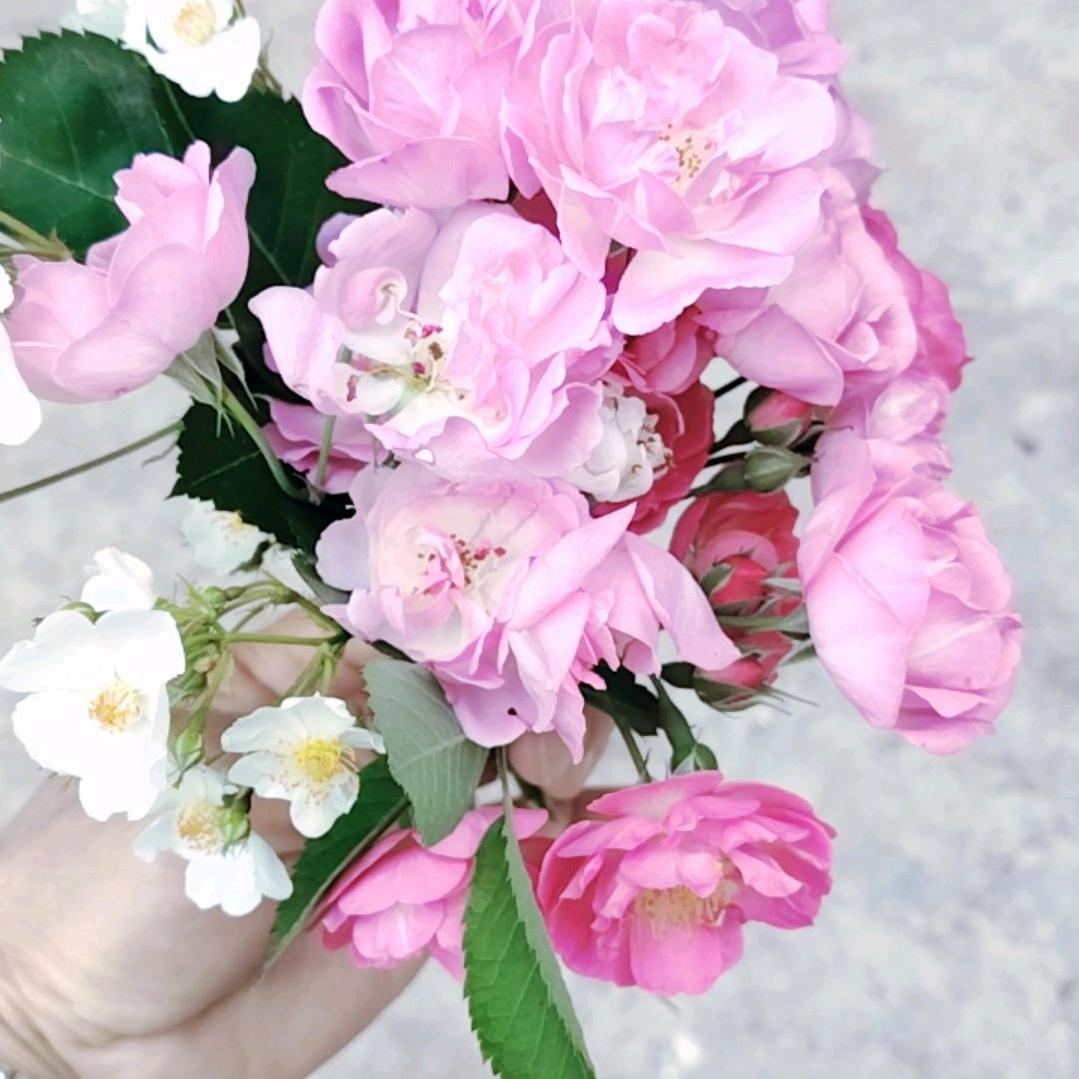 十月花