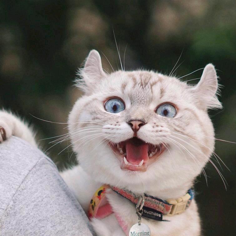 你当我是趣多多