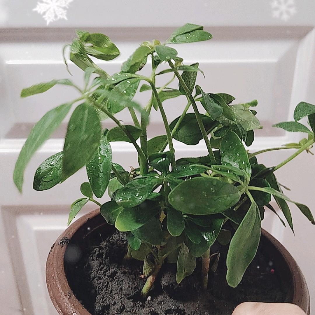 幸福开心