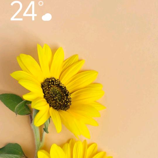 我的小太阳