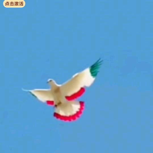 盘飞人华哥✈️