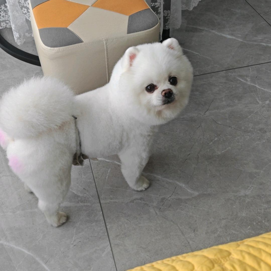 多多是只博美😘