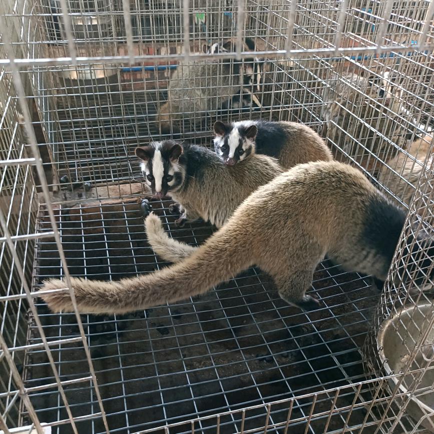 伍兵科技  果子狸
