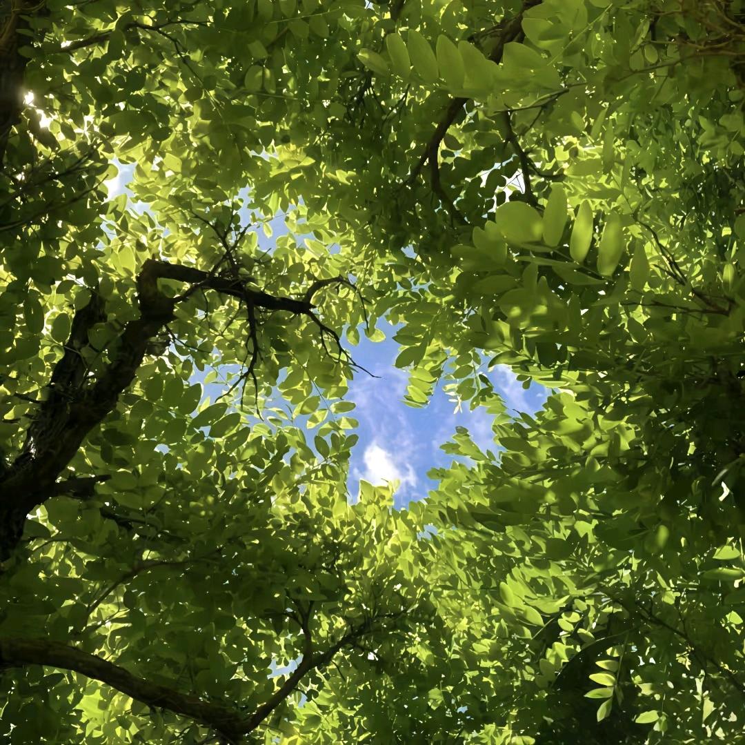 黄粱一梦终需醒@