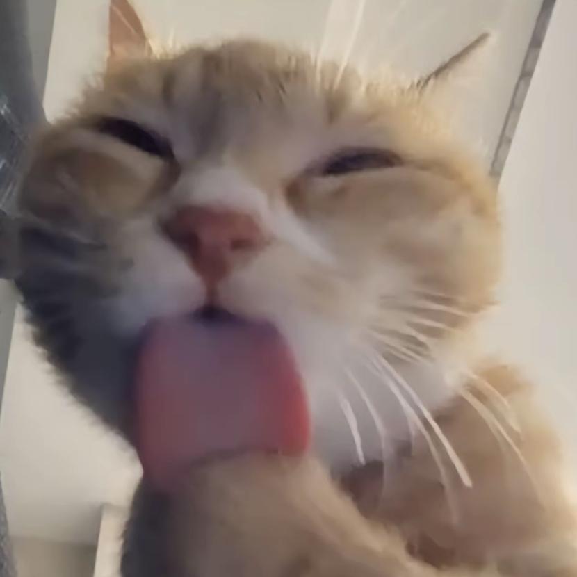 .⁺✞ʚ虾滑重度依赖ɞ✟₊.