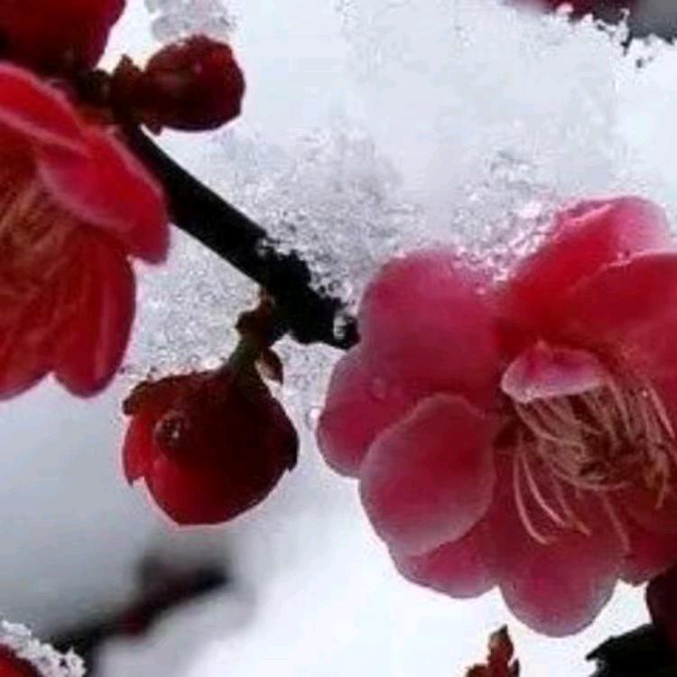 梅子姐，