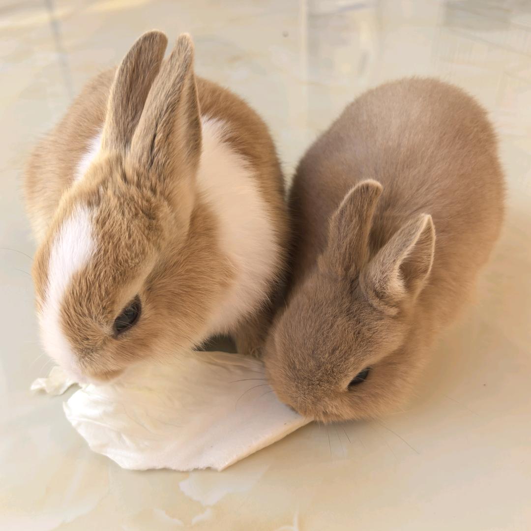 梦儿💗有只哈士奇🐰