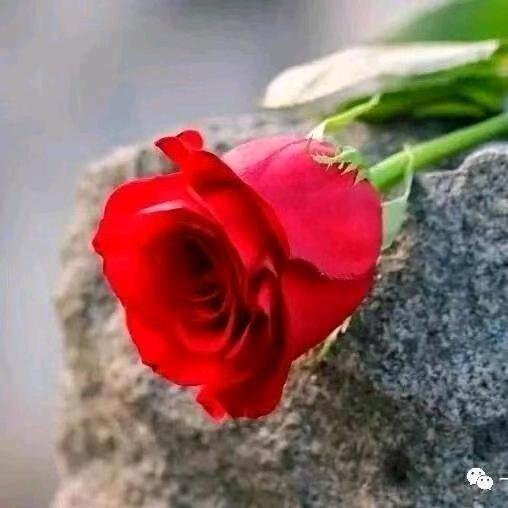 开心快乐🌹🌹🌹