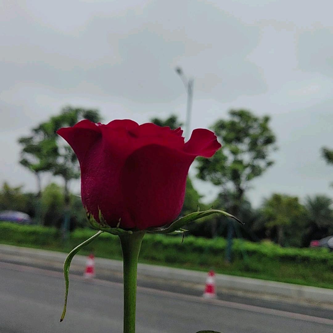 莉