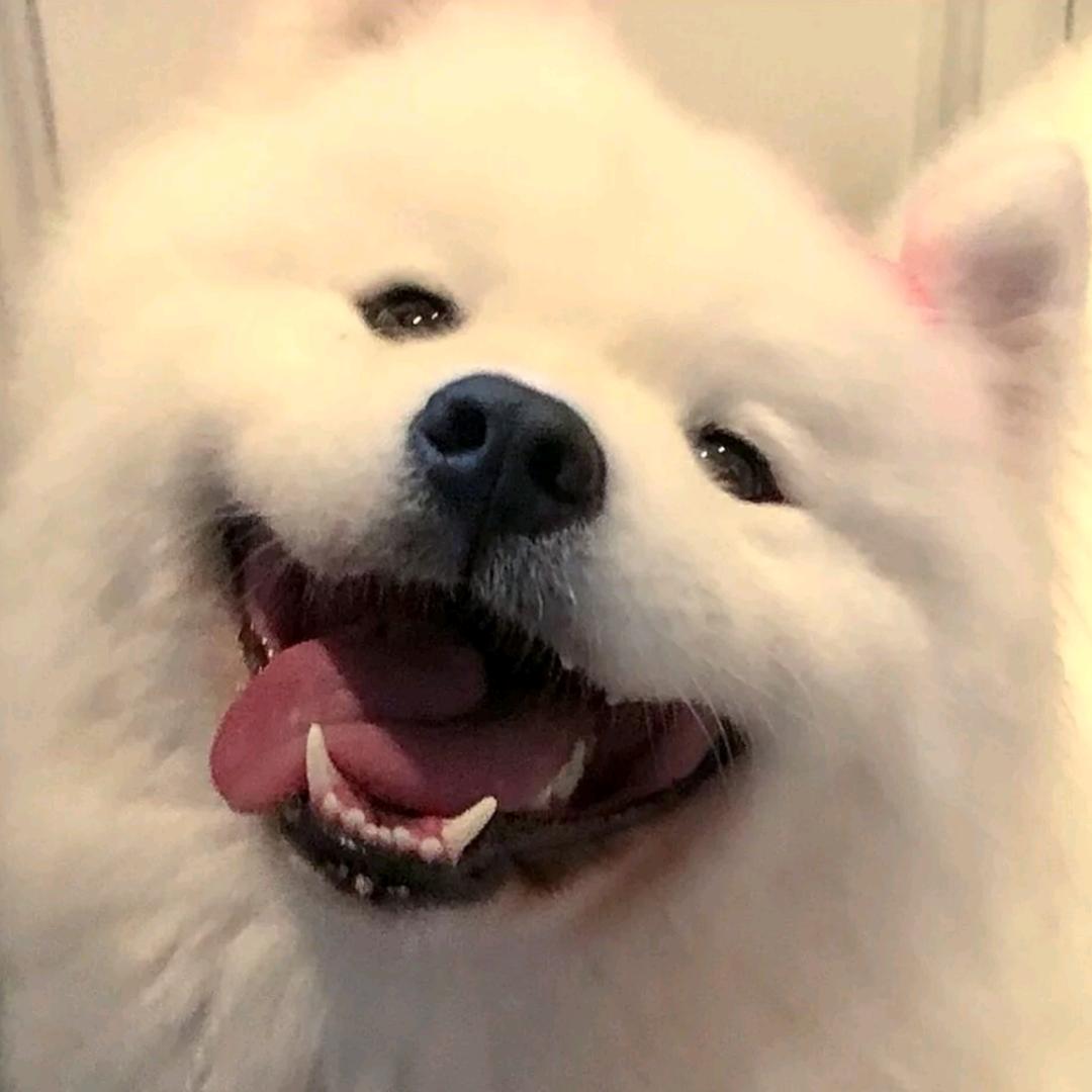 西瓜葫芦丝