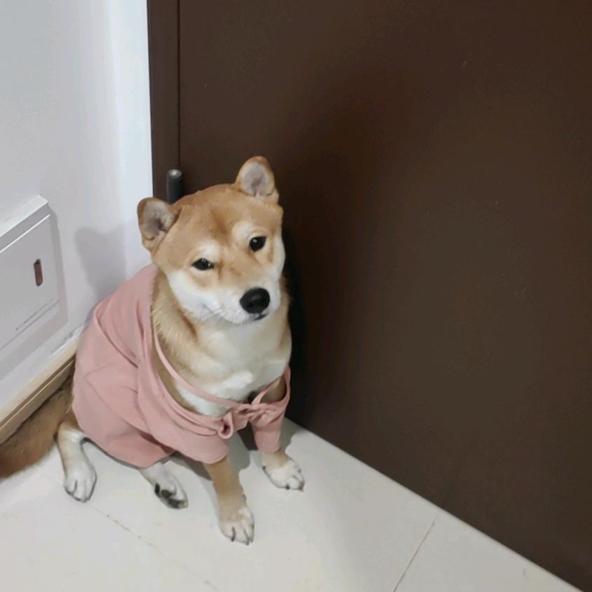 胖胖不胖