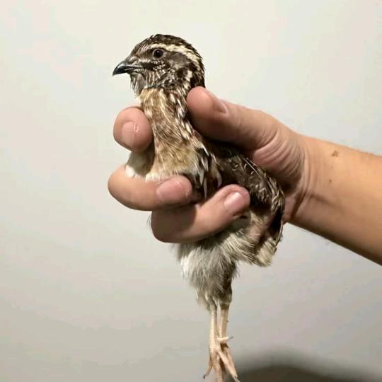 斗鹌鹑文化交流