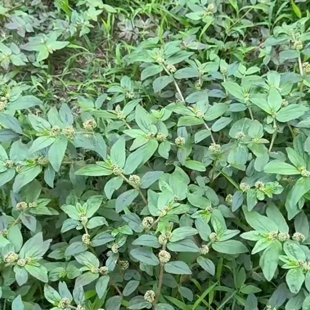 苗家龙氏草药🌿🌿