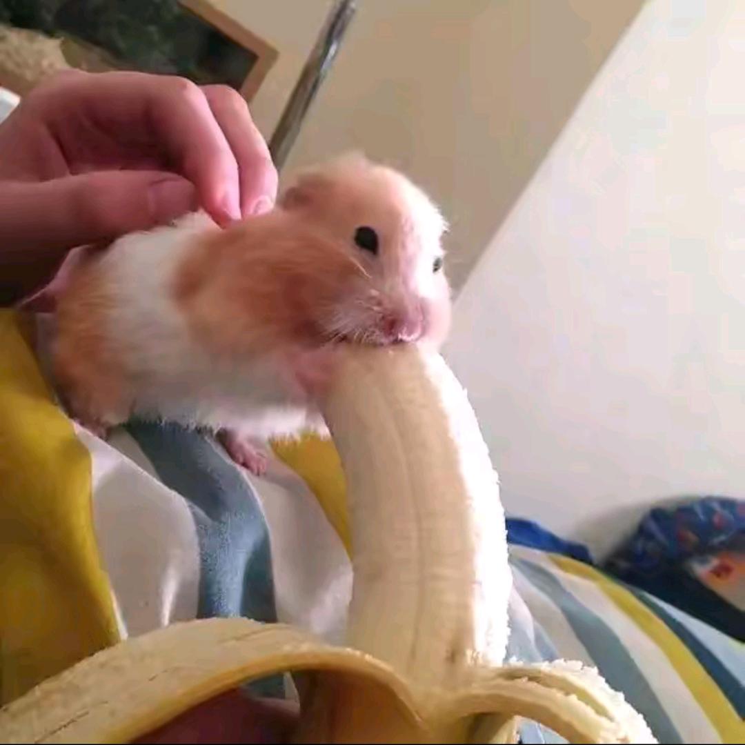 萤火虫没有火