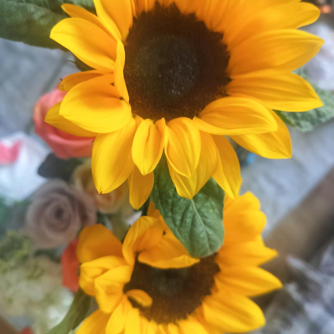 🌱ᐝ静沐ᨶ႒ᩚ暖阳🌸࿐（拒绝私聊）