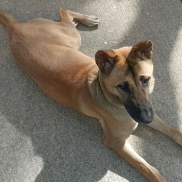 城市训犬
