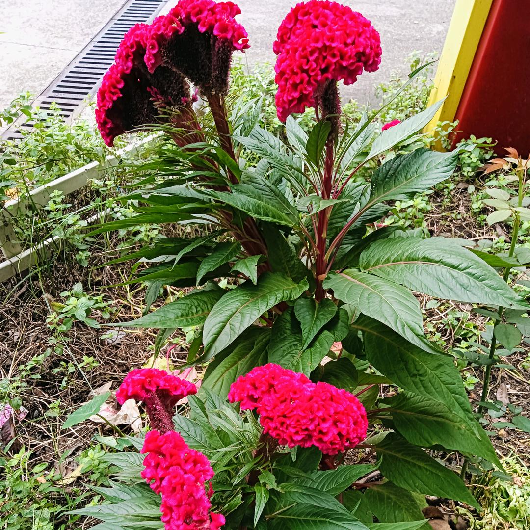 爱你捉交抖音未批。