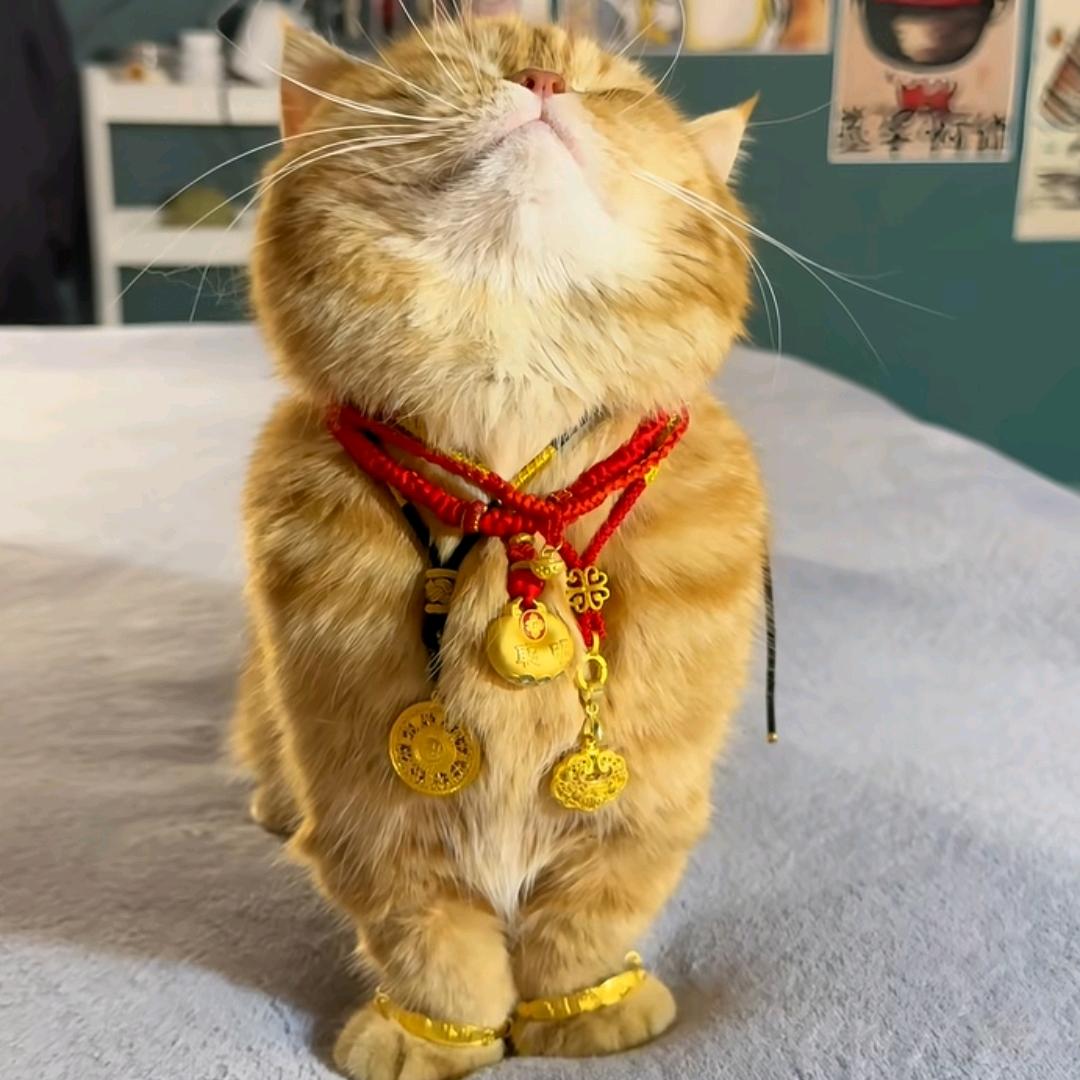 🌈🌸阿迪不耐克🌸🌈