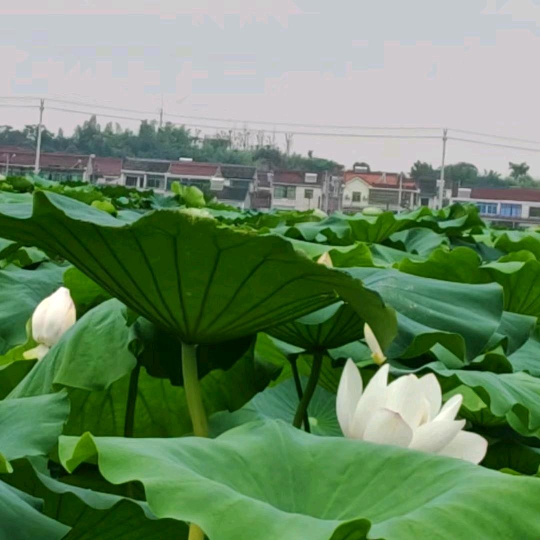 幸福的港湾