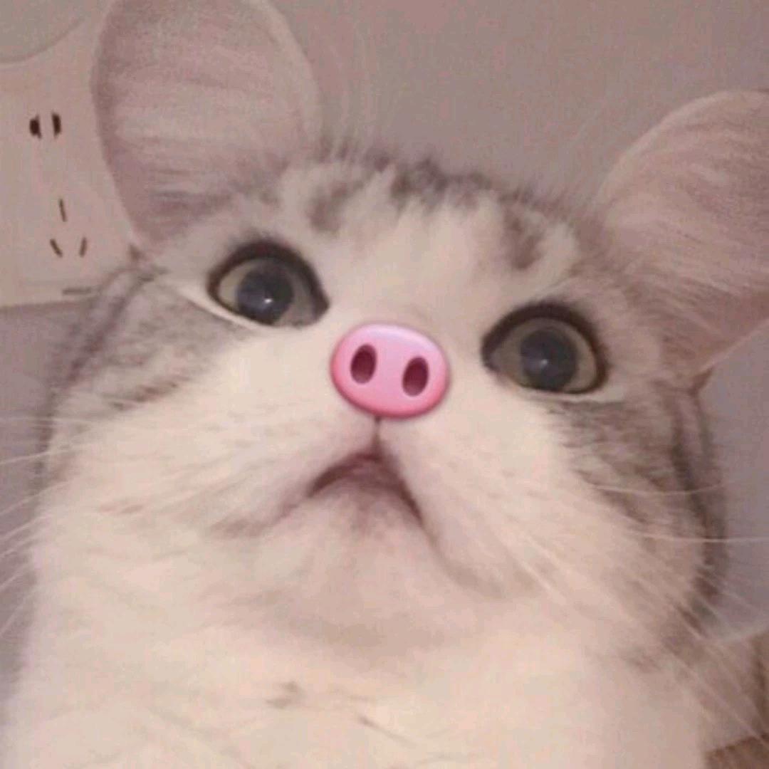 大鲨猪