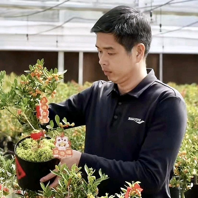 永春金豆(海峡花卉)