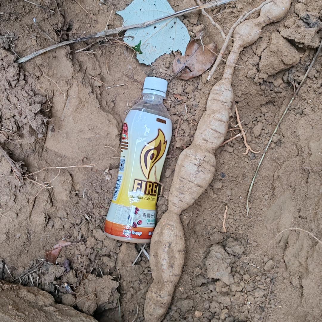 （永远有多远）可以看现场开播挖野生牛大力