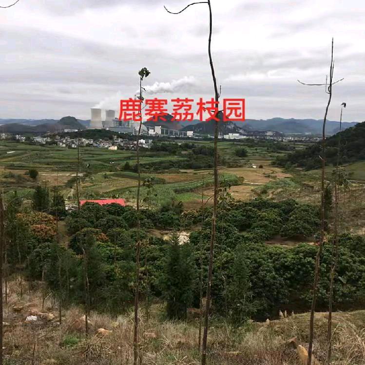 鹿寨荔枝园
