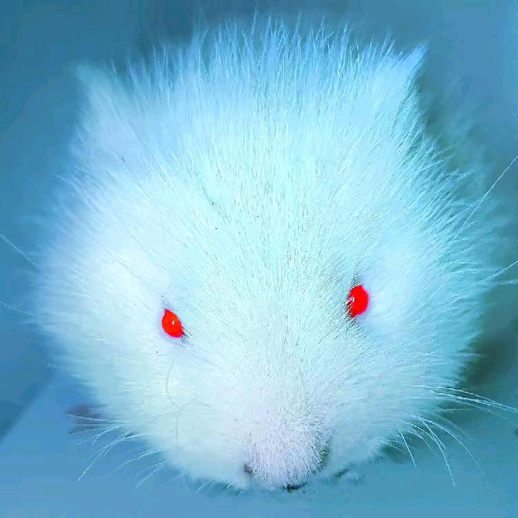 北海竹鼠          🪳