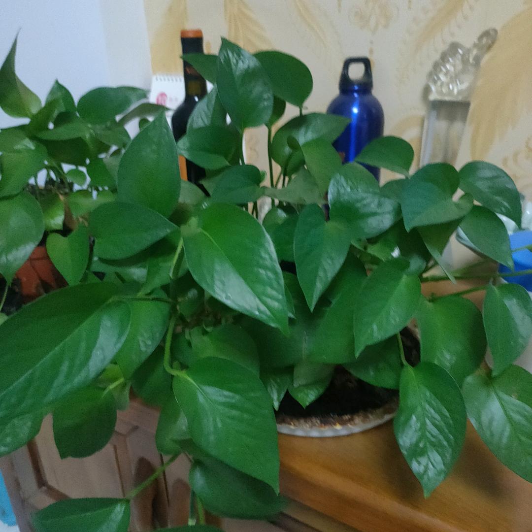 朱文玲