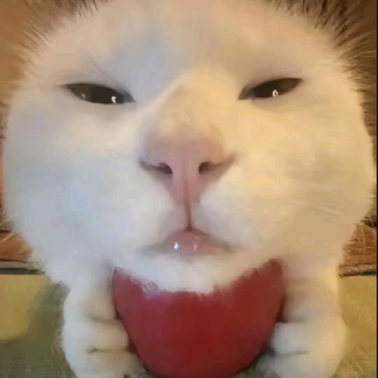同大小猫（欢迎25届新生咨询）