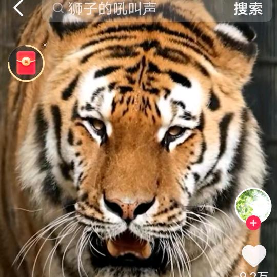 60后的老虎
